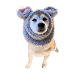 [LINEスタンプ] 柴犬オルちゃんスタンプ⑤