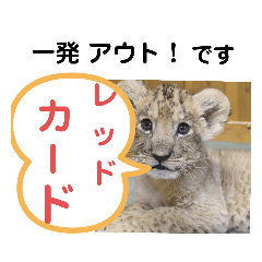 [LINEスタンプ] たけしのスタンプ  その31