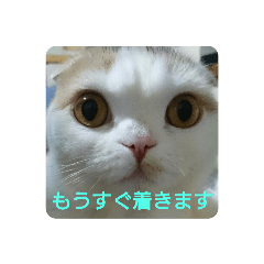 [LINEスタンプ] スコタンとお買い物