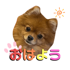 [LINEスタンプ] ポメラニアンのこまめちゃん①