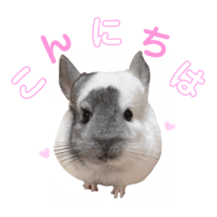 [LINEスタンプ] シロンちゃんfamily♡
