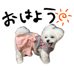 [LINEスタンプ] みるちゃんスタンプ使ってみる？