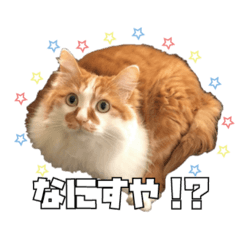 [LINEスタンプ] 茶太郎スタンプ〜たまにあずき〜