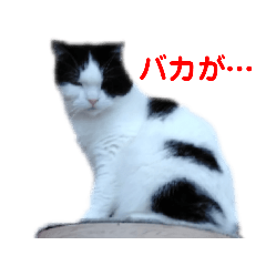 [LINEスタンプ] 猫飼いเมืองไทยスタンプ