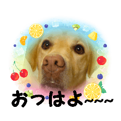 [LINEスタンプ] kiroiokata