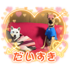 [LINEスタンプ] 紀州犬ユキちゃんありがとう♡