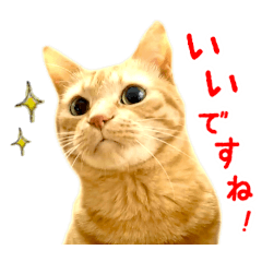 [LINEスタンプ] 茶トラ 猫 あいさつ スタンプ