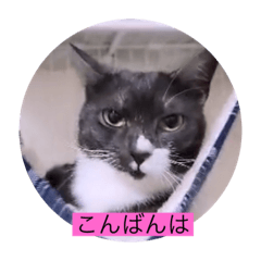 [LINEスタンプ] ガッシーねこーず39にゃんシリーズ⑭