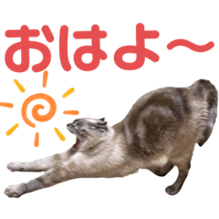 [LINEスタンプ] 保護猫マロン好日スタンプ9