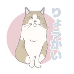 [LINEスタンプ] みんなの猫ちゃんスタンプ