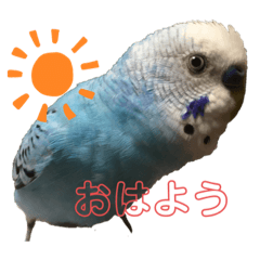 [LINEスタンプ] インコちゃん！