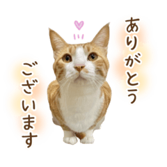 [LINEスタンプ] チャイくんの日常スタンプ