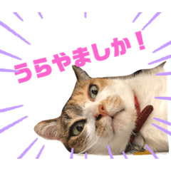 [LINEスタンプ] 熊本弁喋るばい！猫ちゃん ネコ くまもと