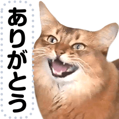 [LINEスタンプ] リアルな猫の可愛いメッセージスタンプ！の画像（メイン）