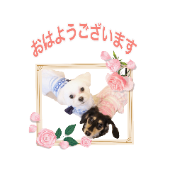 [LINEスタンプ] おもちくん＆おはなちゃんの日常スタンプ