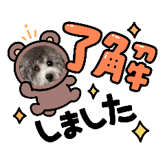 [LINEスタンプ] シルバートイプードル まんぷく君①の画像（メイン）