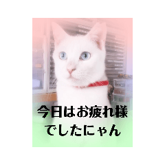 [LINEスタンプ] にゃ〜にゃ〜にゃ〜の猫の日用スタンプ