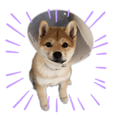 [LINEスタンプ] あたちはあんちゃん