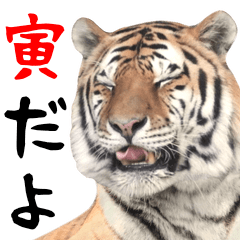 [LINEスタンプ] 動く！リアルなトラの日常生活