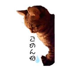 [LINEスタンプ] Try Cat