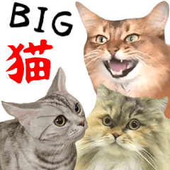 [LINEスタンプ] BIGでリアル！猫の使いやすい日常スタンプ