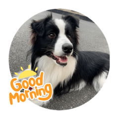 [LINEスタンプ] 飼い犬が可愛すぎる件。
