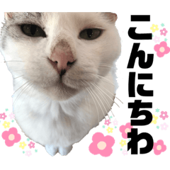[LINEスタンプ] ペットの里の猫達によるスタンプ
