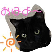 [LINEスタンプ] 黒猫ブラザーズの日常