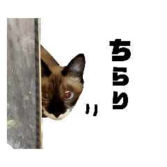 [LINEスタンプ] 【日本ネコスク】公式スタンプ！