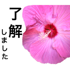 [LINEスタンプ] きれいな花