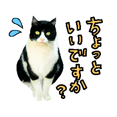 [LINEスタンプ] 【日本ネコスク】公式スタンプ NEW！