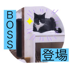 [LINEスタンプ] ガッシーねこーず40にゃんシリーズ⑬