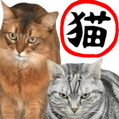 [LINEスタンプ] ねこ！ネコ！猫！のかわいい日常スタンプ