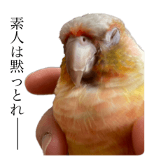 [LINEスタンプ] ウロコインコのうり