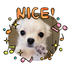[LINEスタンプ] 犬と猫のいる暮らし♪♪