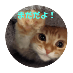 [LINEスタンプ] モフモフ猫の日常スタンプの画像（メイン）