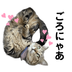 [LINEスタンプ] ツチヌコぐーたら編