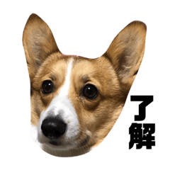 [LINEスタンプ] さくらちゃんのご機嫌は？