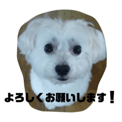 [LINEスタンプ] マルチーズのレオ
