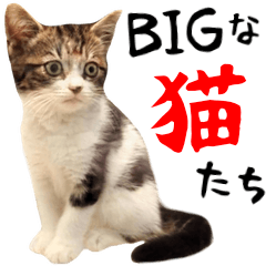 [LINEスタンプ] 【BIG】猫のかわいい日常スタンプ！