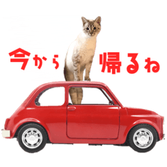 [LINEスタンプ] ❤️ねこ★デザインスタンプ3