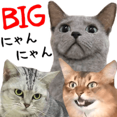 [LINEスタンプ] BIGな猫たち大集合！！ ほほえみフレンズ