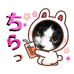 [LINEスタンプ] S家の猫たち