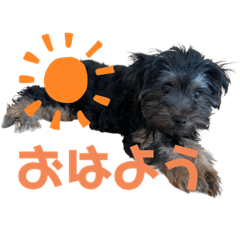 [LINEスタンプ] ヨークシャーテリア(ロゼです)