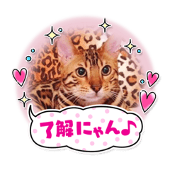 [LINEスタンプ] ベンガルの1日