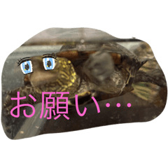 [LINEスタンプ] 亀大好きよ