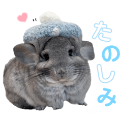 [LINEスタンプ] チンチラちびまる♡