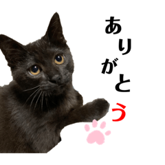 [LINEスタンプ] 黒猫あずきのスタンプ