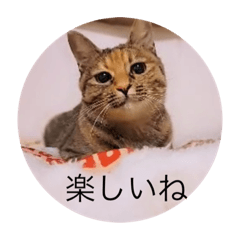 [LINEスタンプ] ガッシーねこーず40にゃんシリーズ㊱