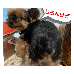 [LINEスタンプ] マレンとシェロ2